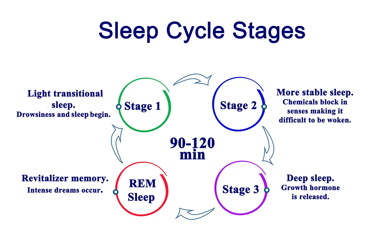 Sleep cycle stages diagram showing Stage 1 as light transitional sleep, Stage 2 as more stable sleep, Stage 3 as deep sleep, and REM sleep as revitalizing memory with intense dreams, cycling every 90-120 minutes.